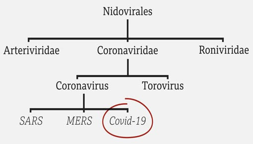 corona aşısı nasıl bulundu